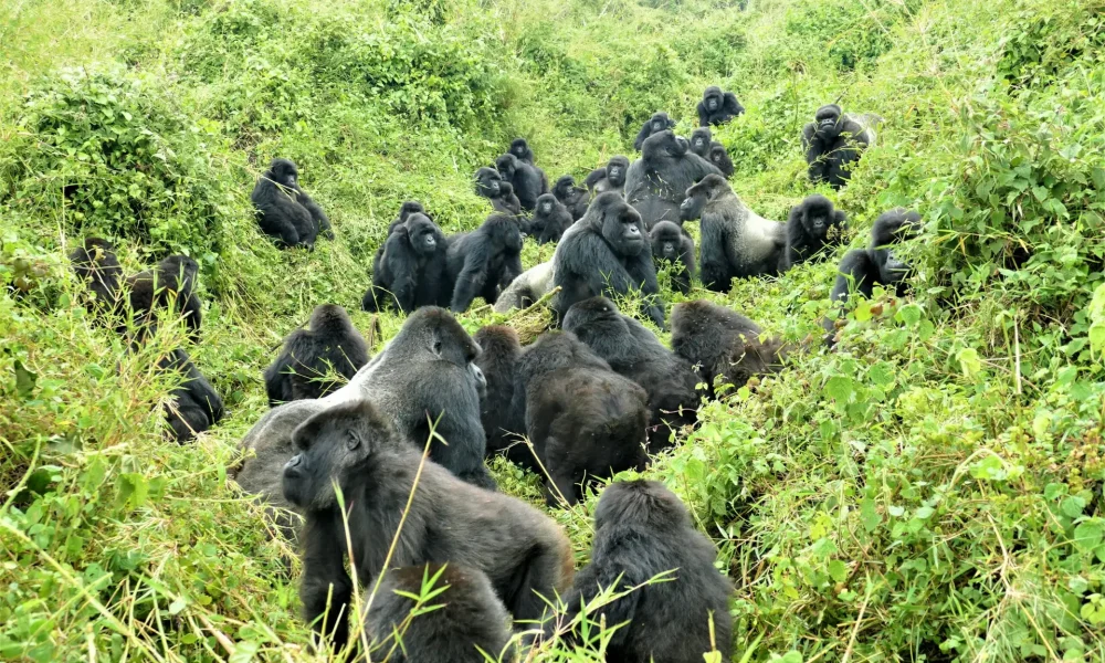 History of mountain gorilla conservation