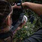 Gorilla Photography Without Flash