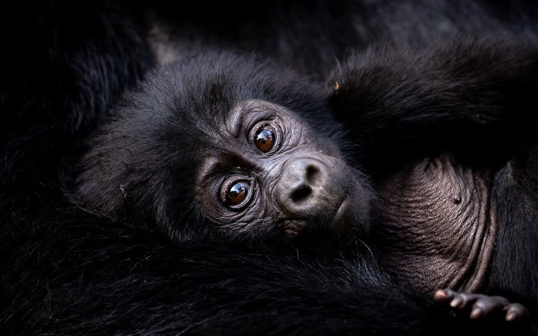 How is gorilla trekking helping conservation?