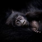 How is gorilla trekking helping conservation?