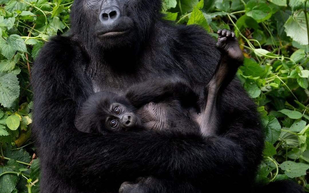 Gorilla Trekking Community Benefits