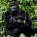 Gorilla Trekking Community Benefits