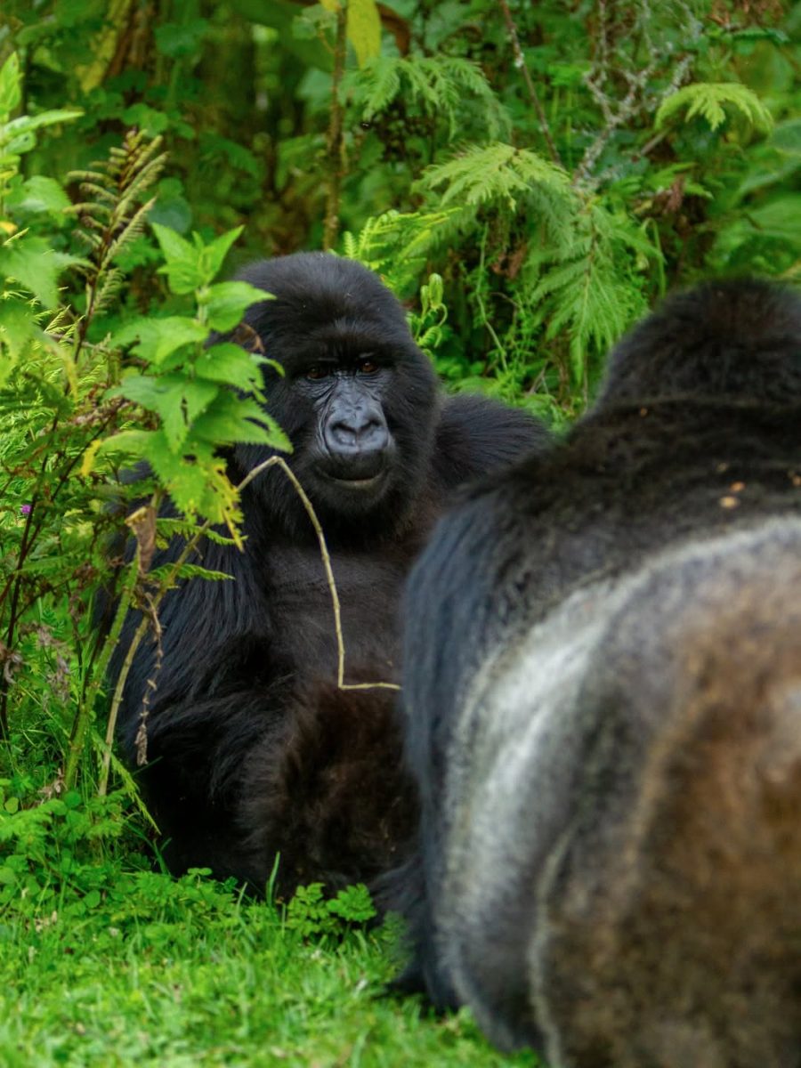 Gorilla Trekking Community Benefits