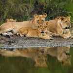 Gorilla trekking and Maasai Mara safari