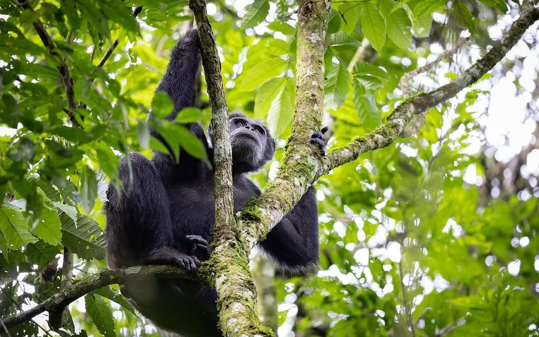 Gorilla & Chimpanzee Trekking tour