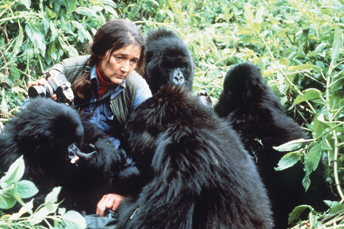 The Story of Dian Fossey and the Mountain Gorillas