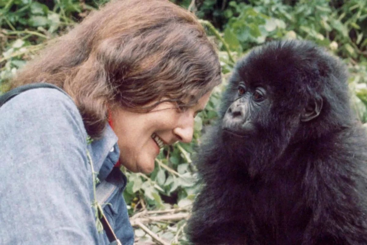 The Story of Dian Fossey and the Mountain Gorillas
