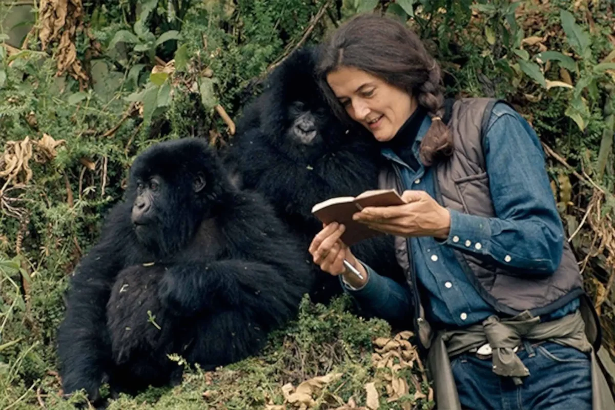 The Story of Dian Fossey and the Mountain Gorillas