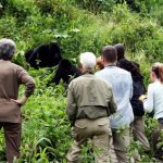 Gorilla Trekking Safety Rules