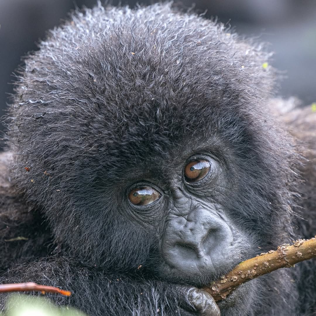 Group Gorilla Trekking Tours