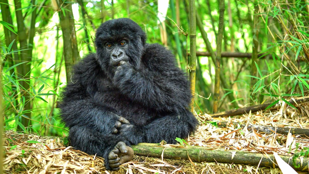 Gorillas and Big Five Safari
