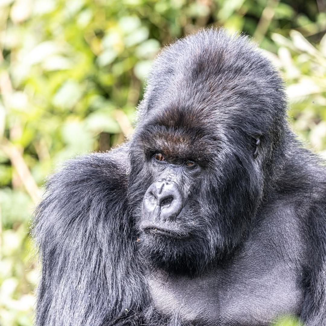 Group Gorilla Trekking Tours