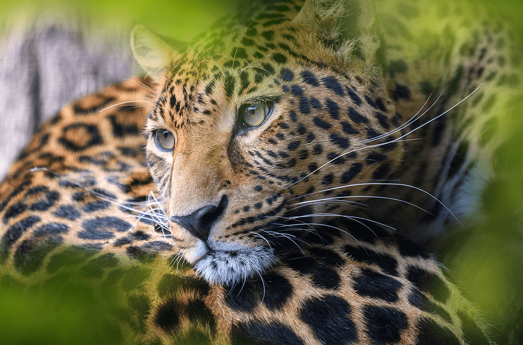 Uganda Rwanda Combined Safari