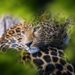 Uganda Rwanda Combined Safari