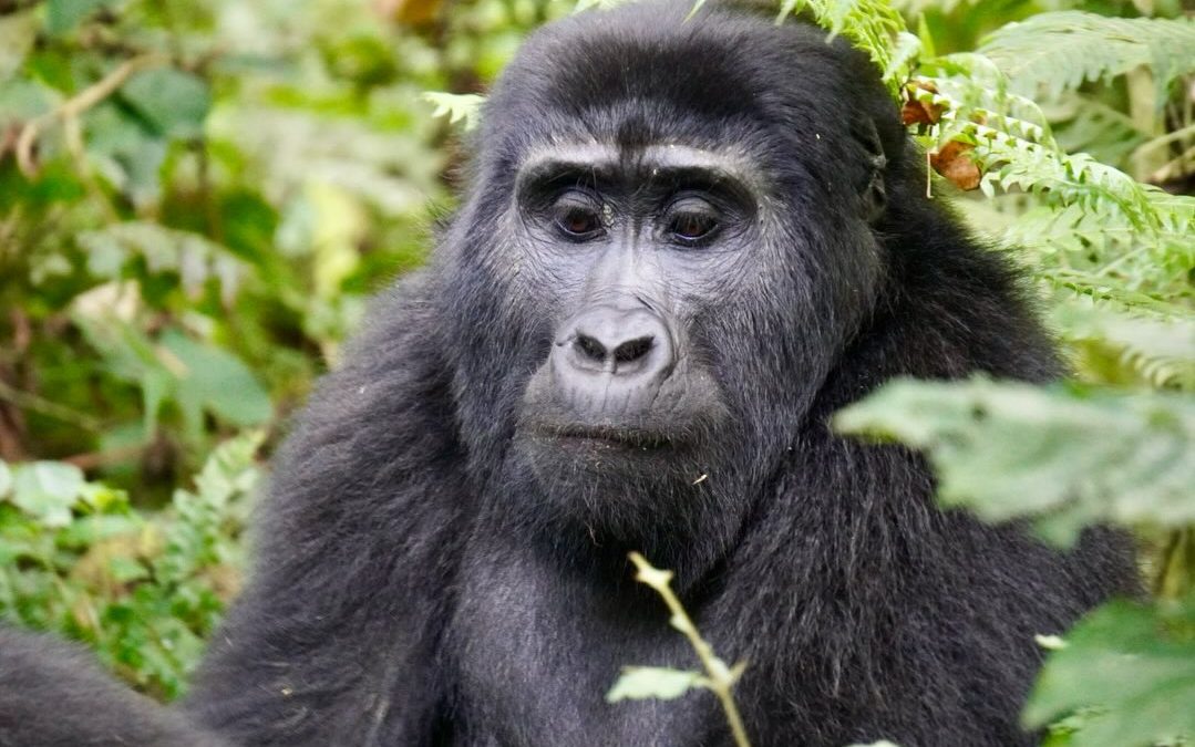 Where to Stay for Gorilla Trekking