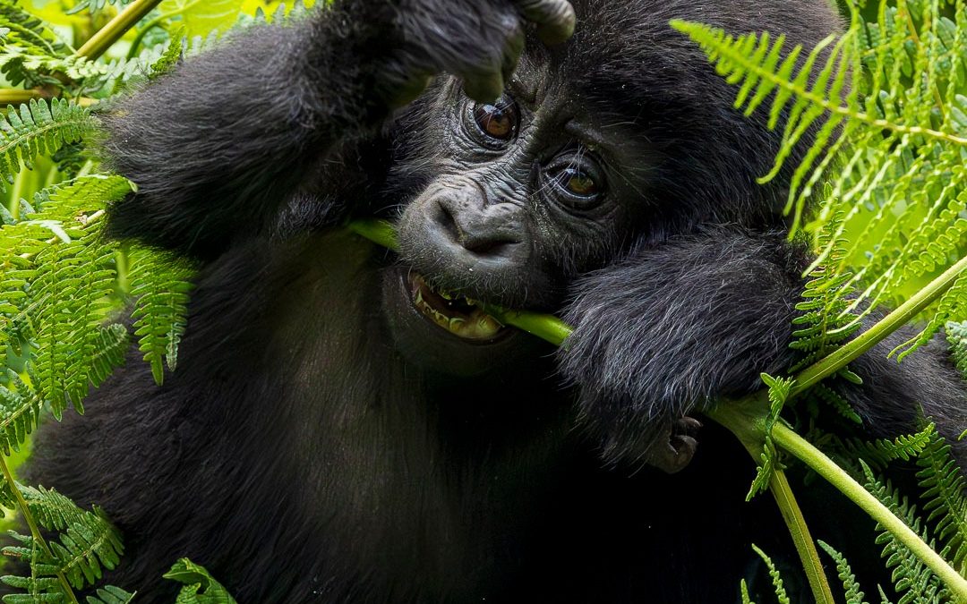 Where to Stay for Gorilla Trekking in Rwanda