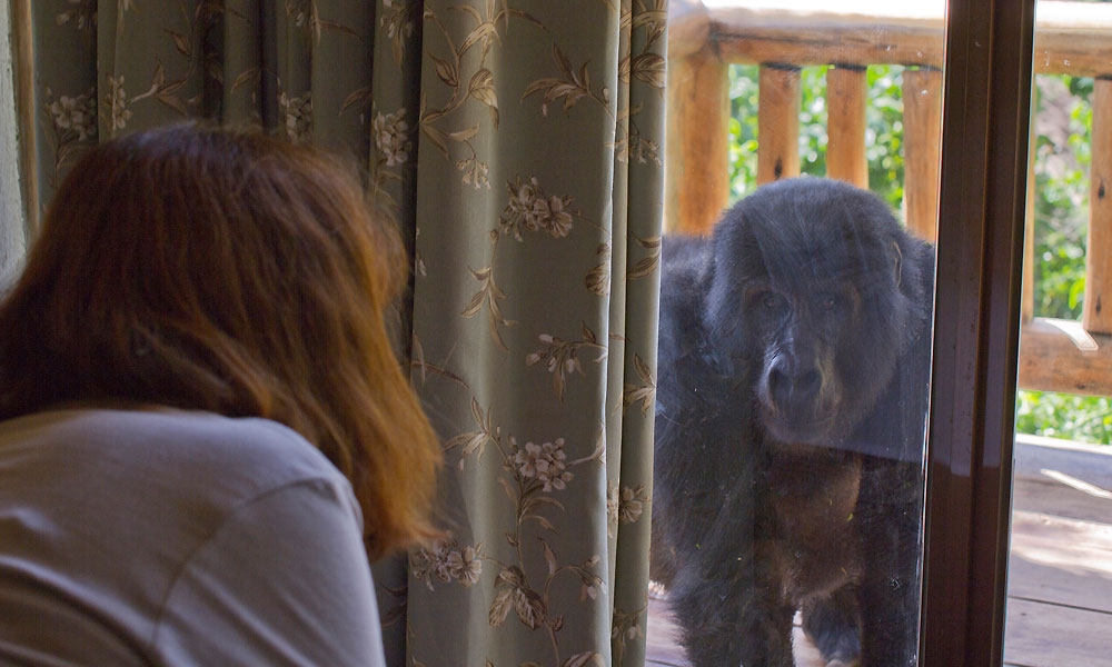 Where to Stay for Gorilla Trekking