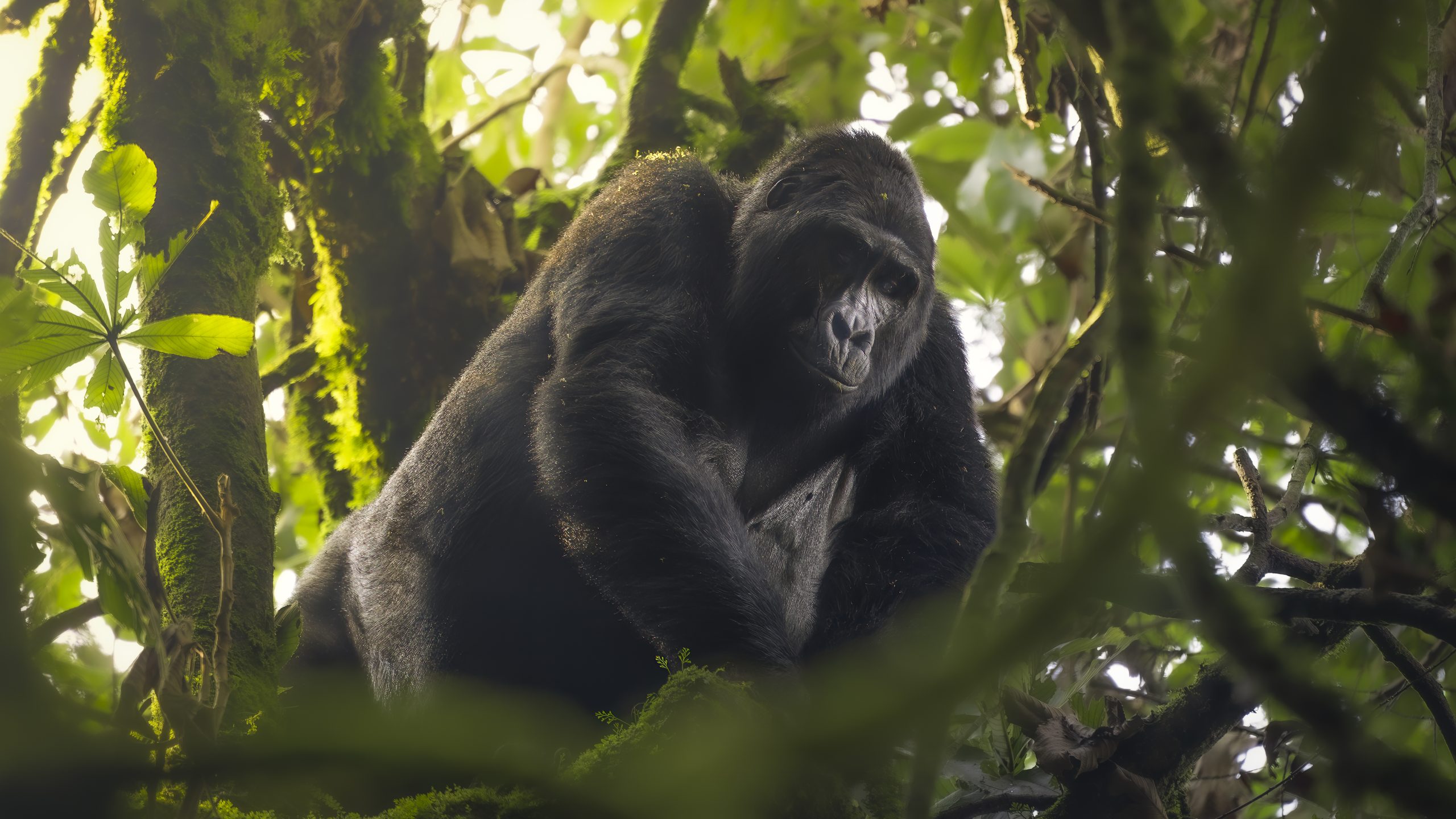 Uganda Gorilla & Zanzibar Holiday