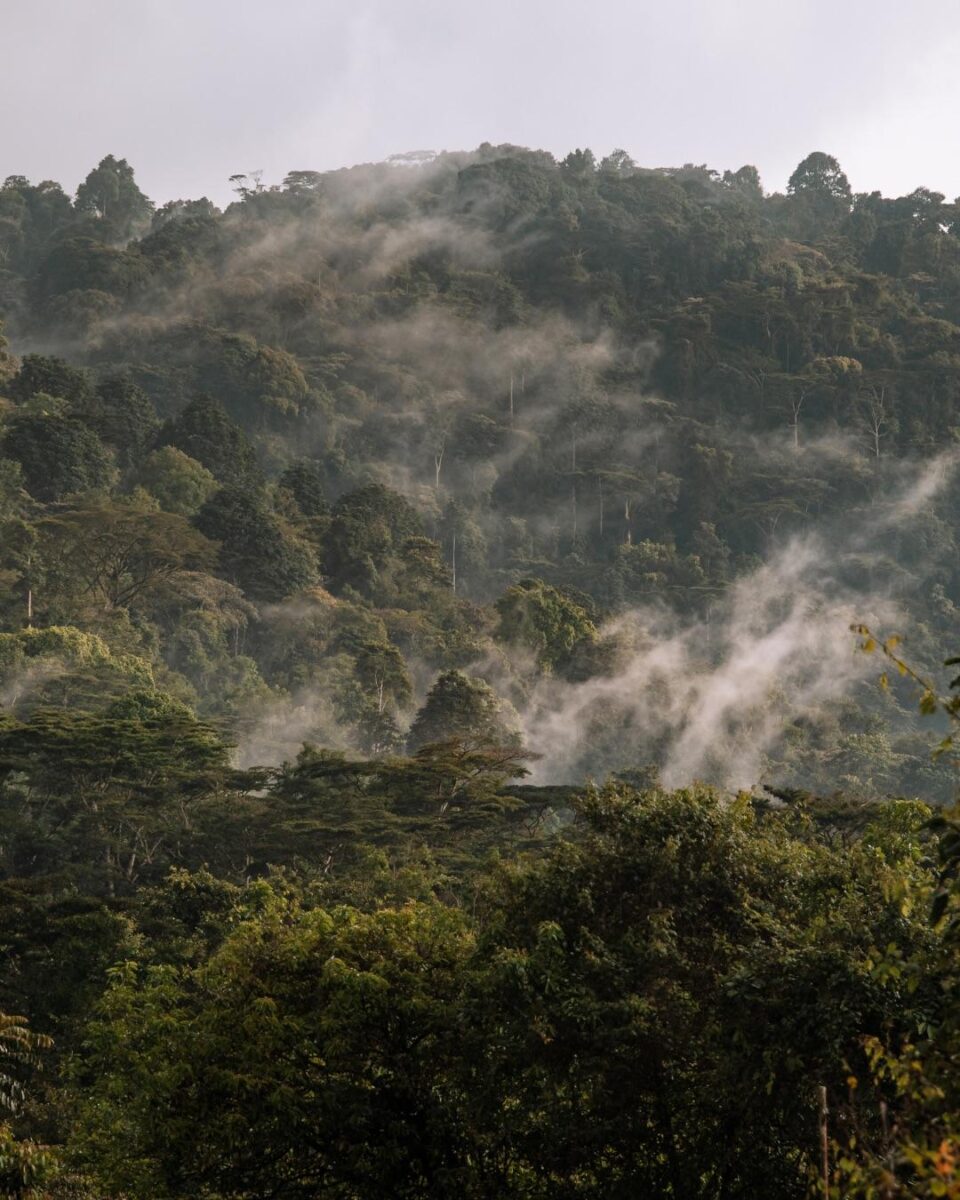 Gorilla Trekking Migration Safari