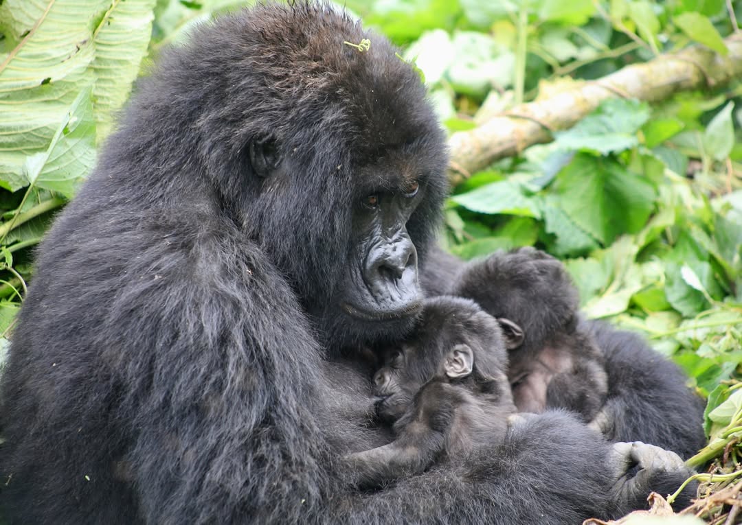 Le Bamboo Gorilla Lodge