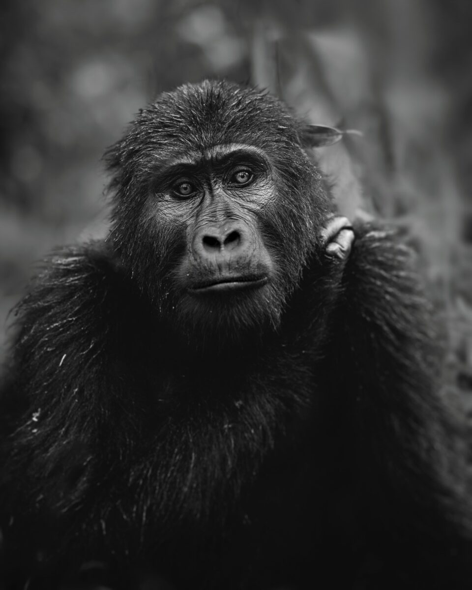 Gorilla Trekking Migration Safari