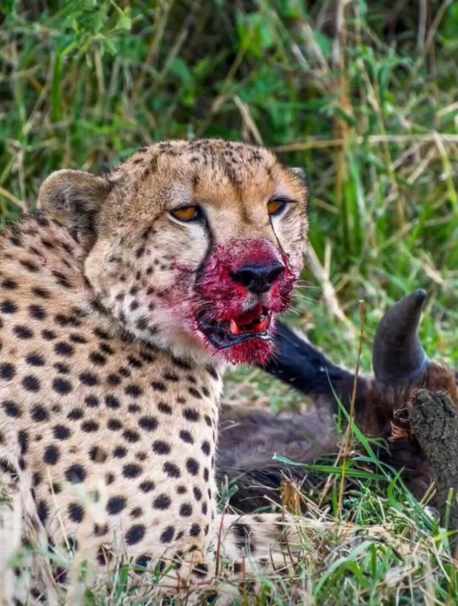 Leopard In Serengeti National Park