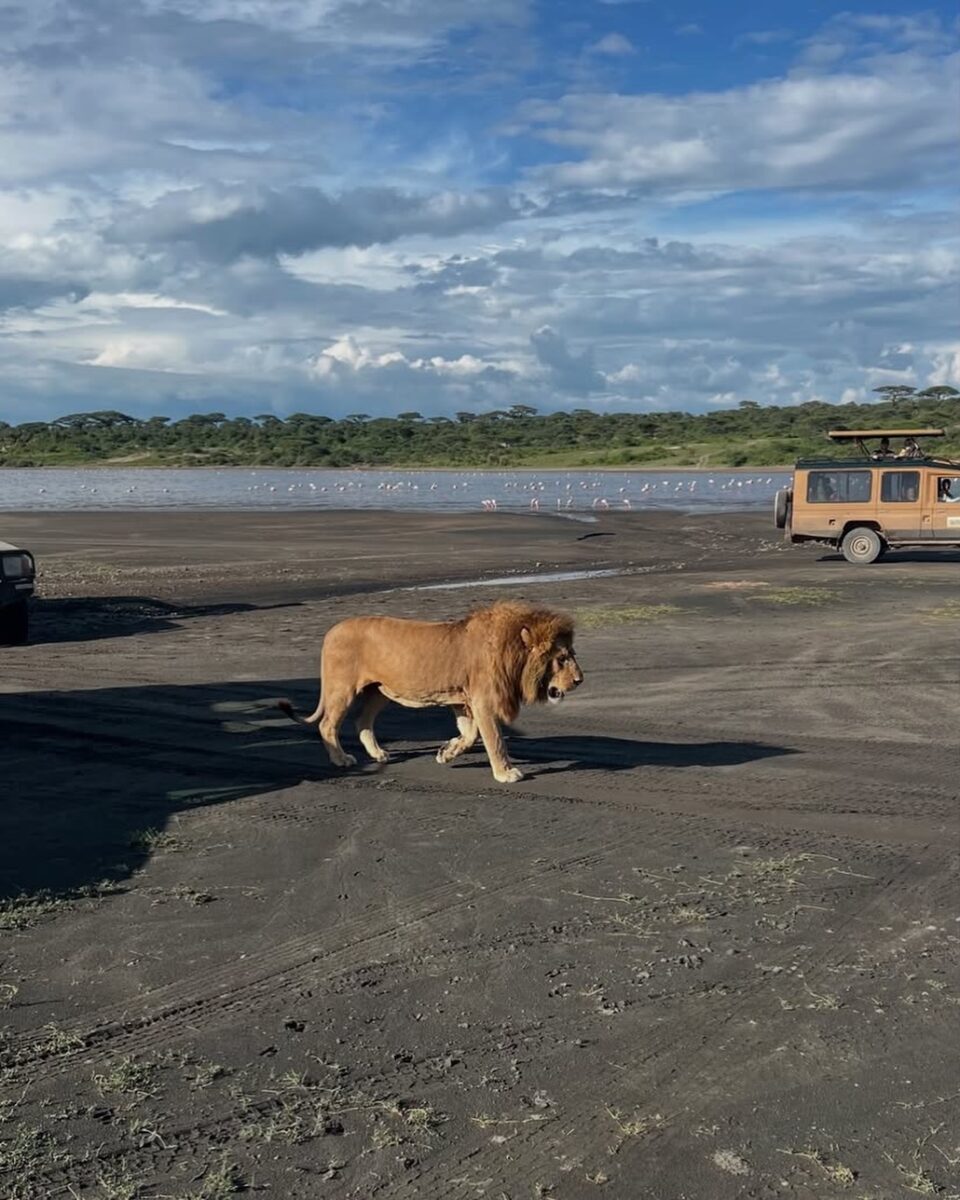 Lion In Ngorongoro