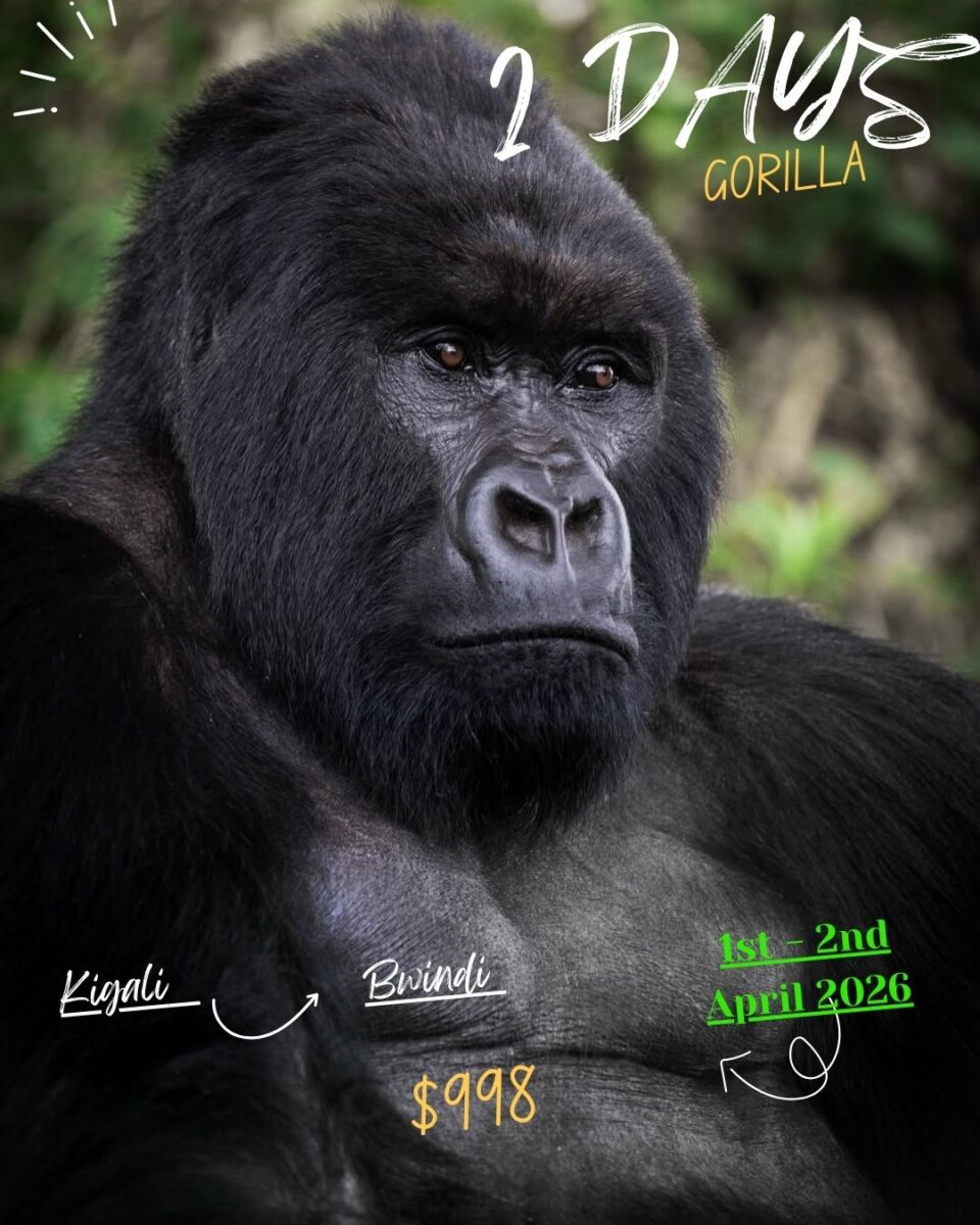 2 Days Discount Gorilla Trekking