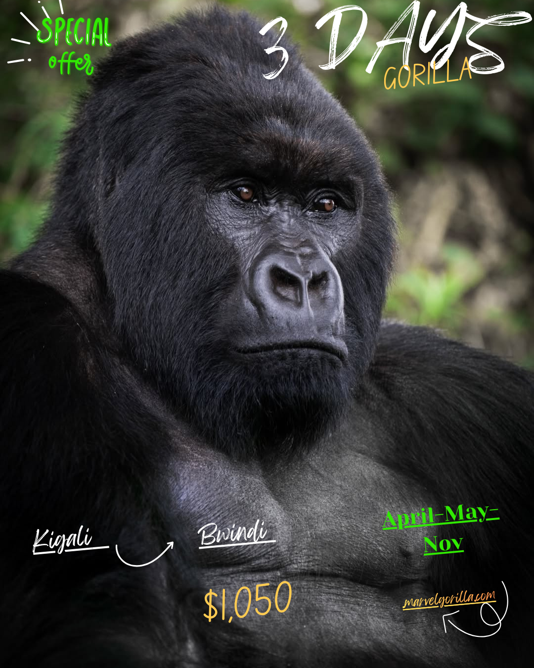 Low Budget gorilla trekking tours