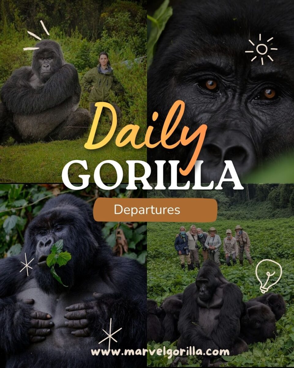 Daily Gorilla Trekking Departures