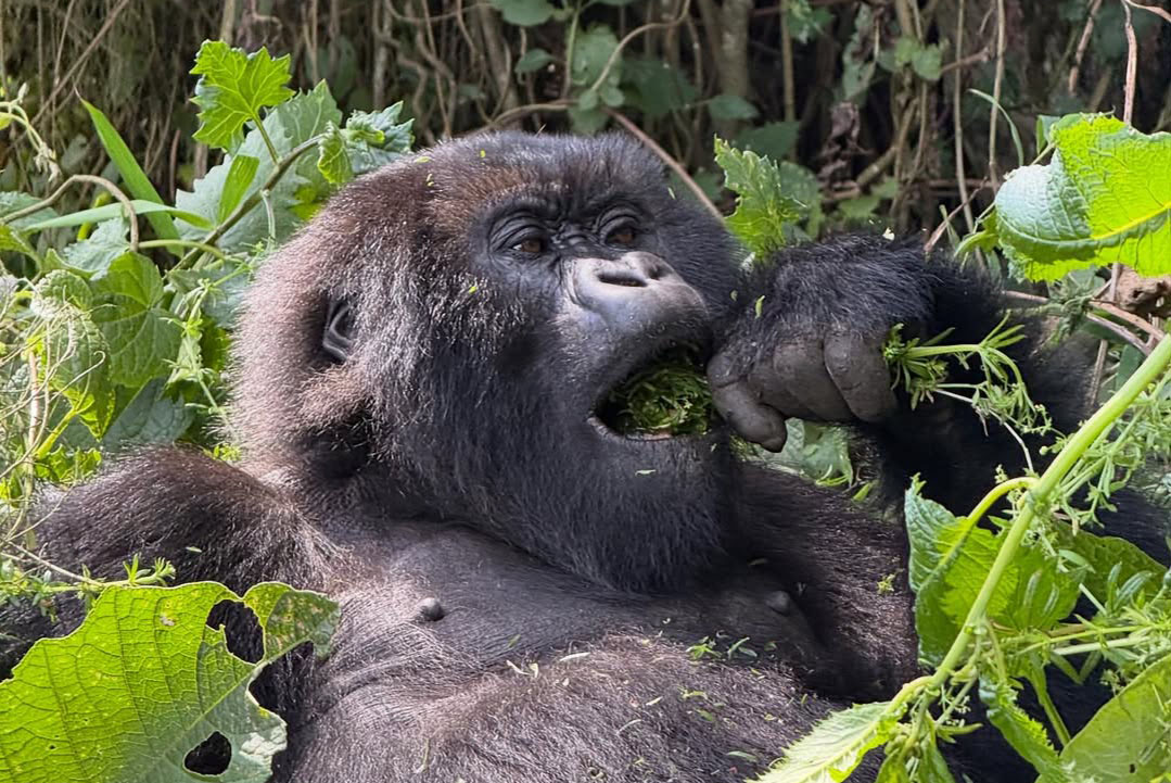 Mgahinga Gorilla Triangle Lodge