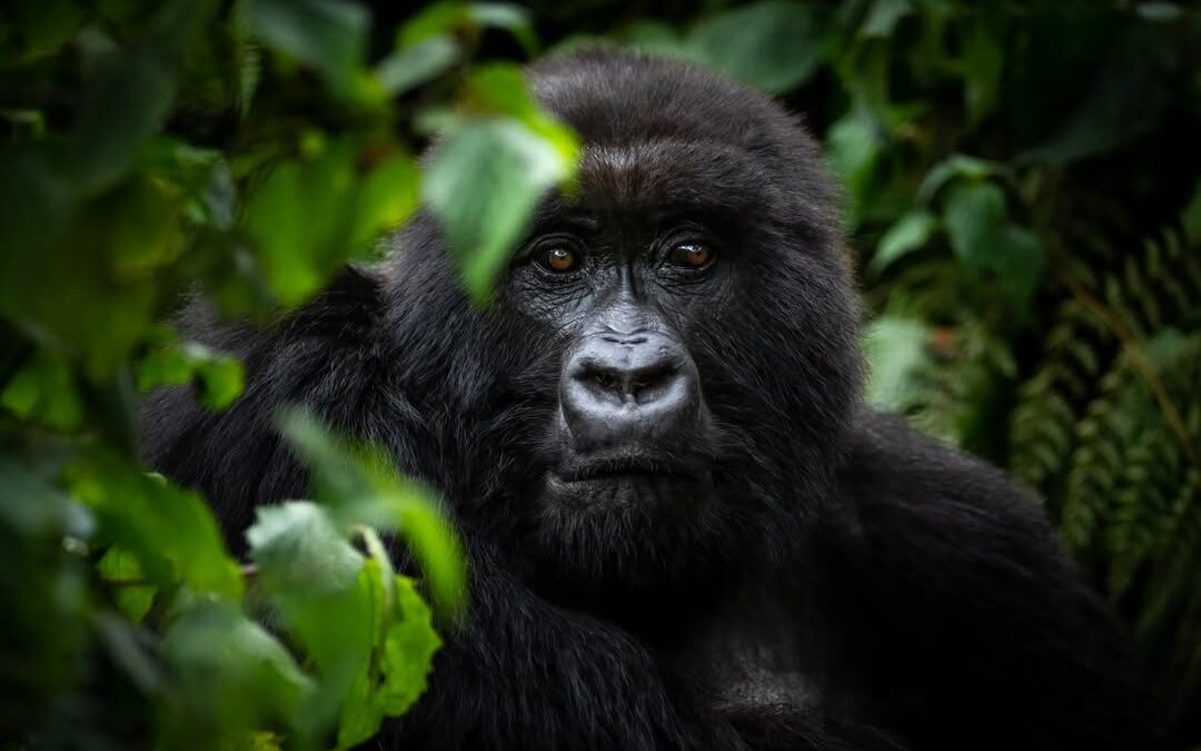 Rwanda Uganda Travel Packing