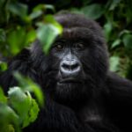 Rwanda Uganda Travel Packing