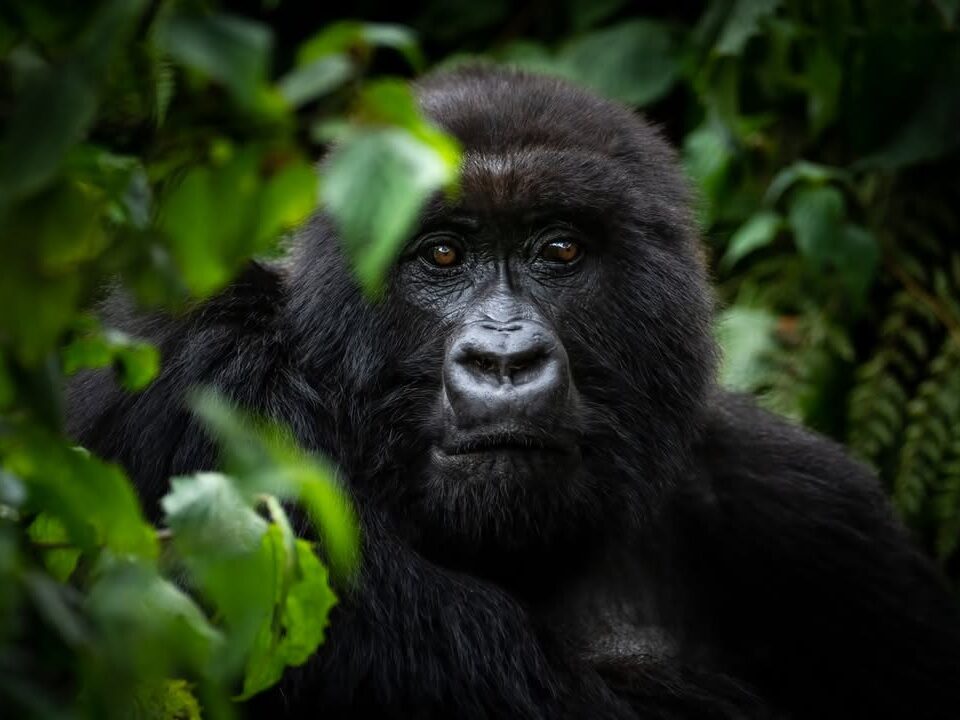 Rwanda Uganda Travel Packing