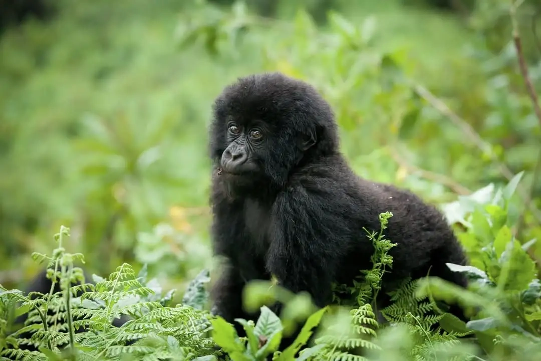 Gorilla Trekking in Uganda