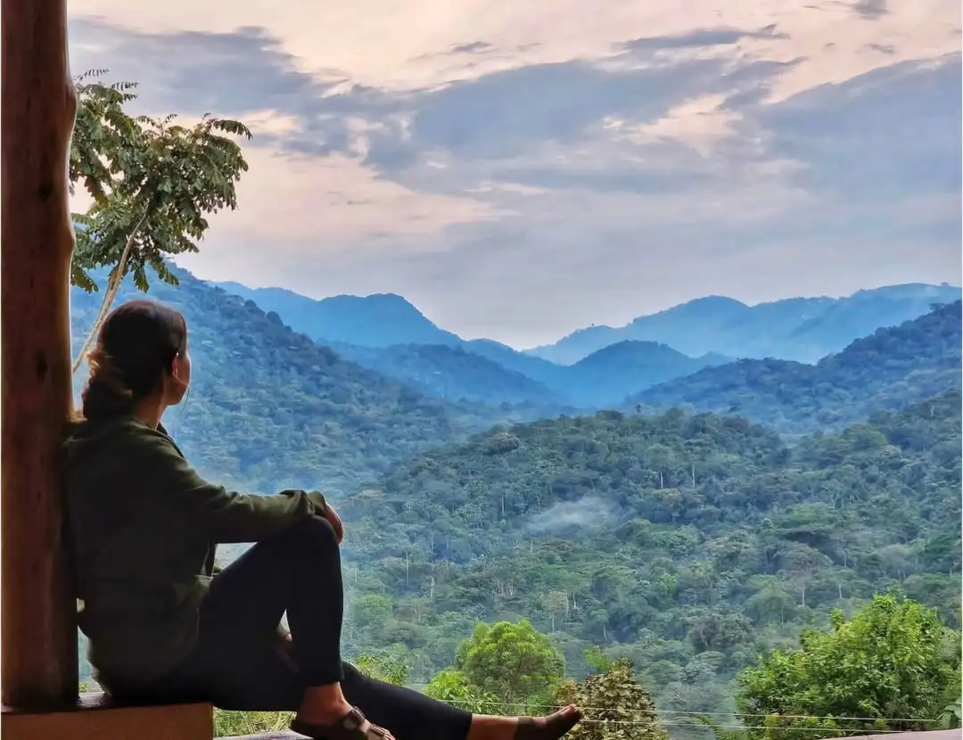Is Bwindi a Jungle or a Forest?
