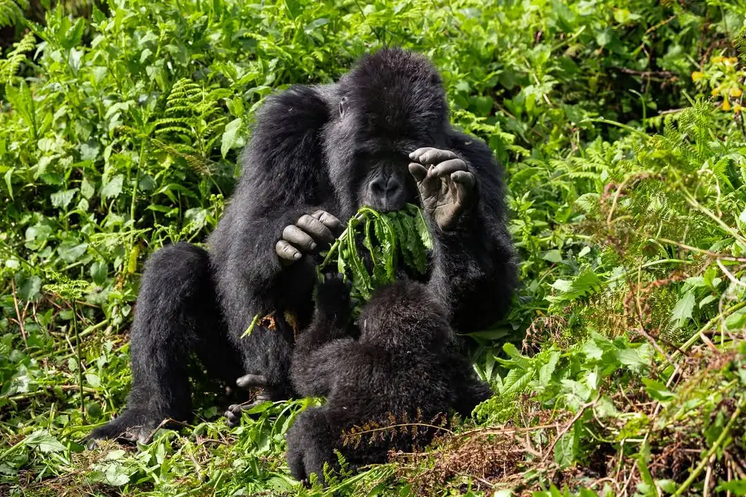 Pablo gorilla family