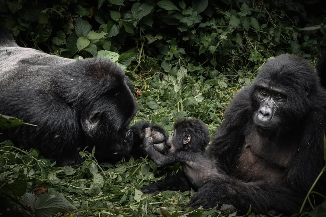Gorilla Trekking in rwanda
