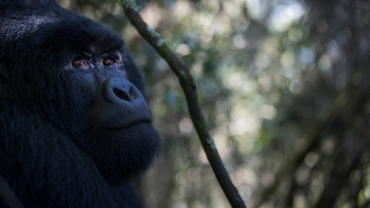 Most Famous Gorillas in History