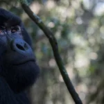 Most Famous Gorillas in History