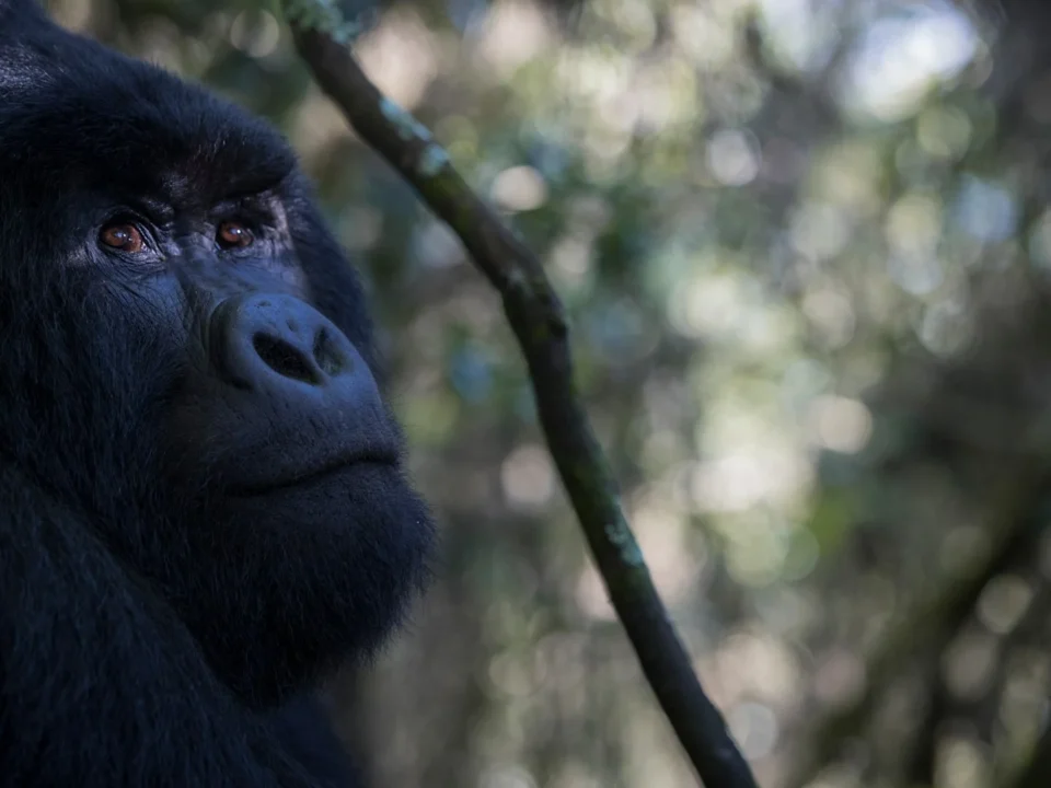 Most Famous Gorillas in History