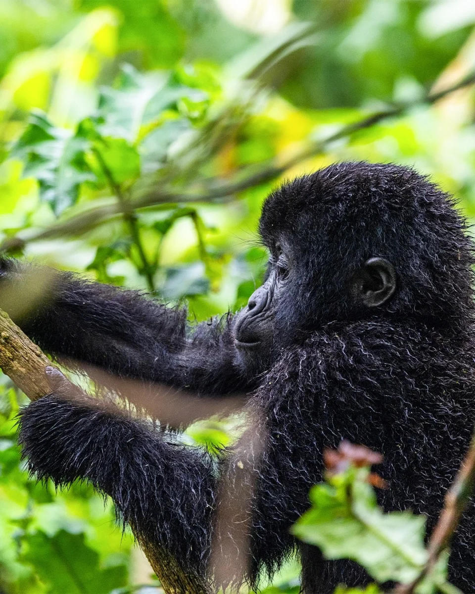 Botswana Safari and Gorilla Trekking