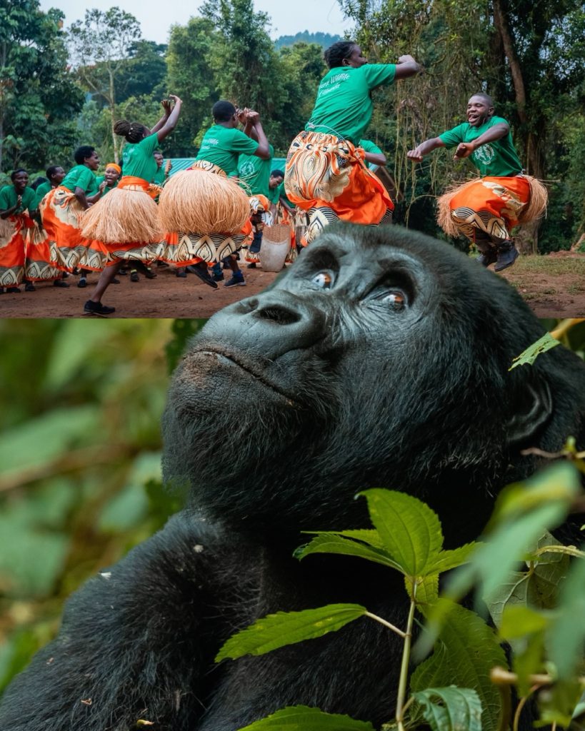 Gorillas Wildlife and Culture Tour