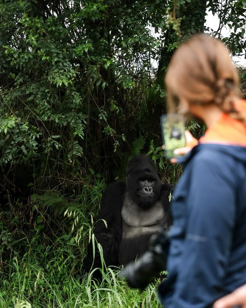 Maisie Williams Bwindi Gorilla