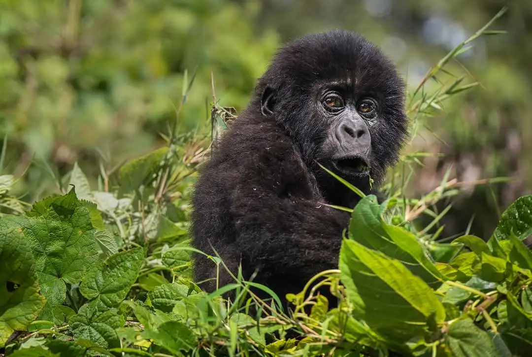 Gorilla trekking in Rwanda