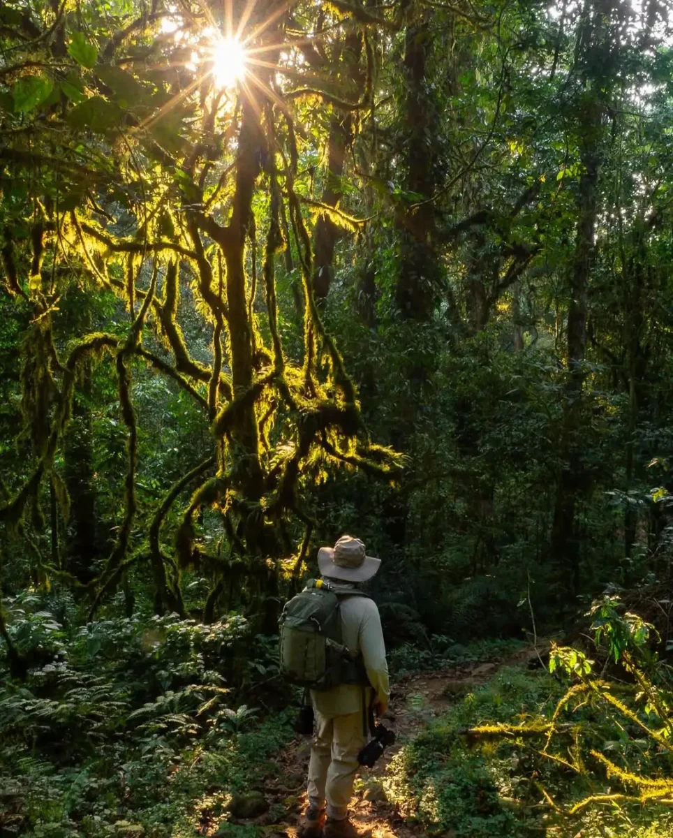 Is Bwindi a Jungle or a Forest?