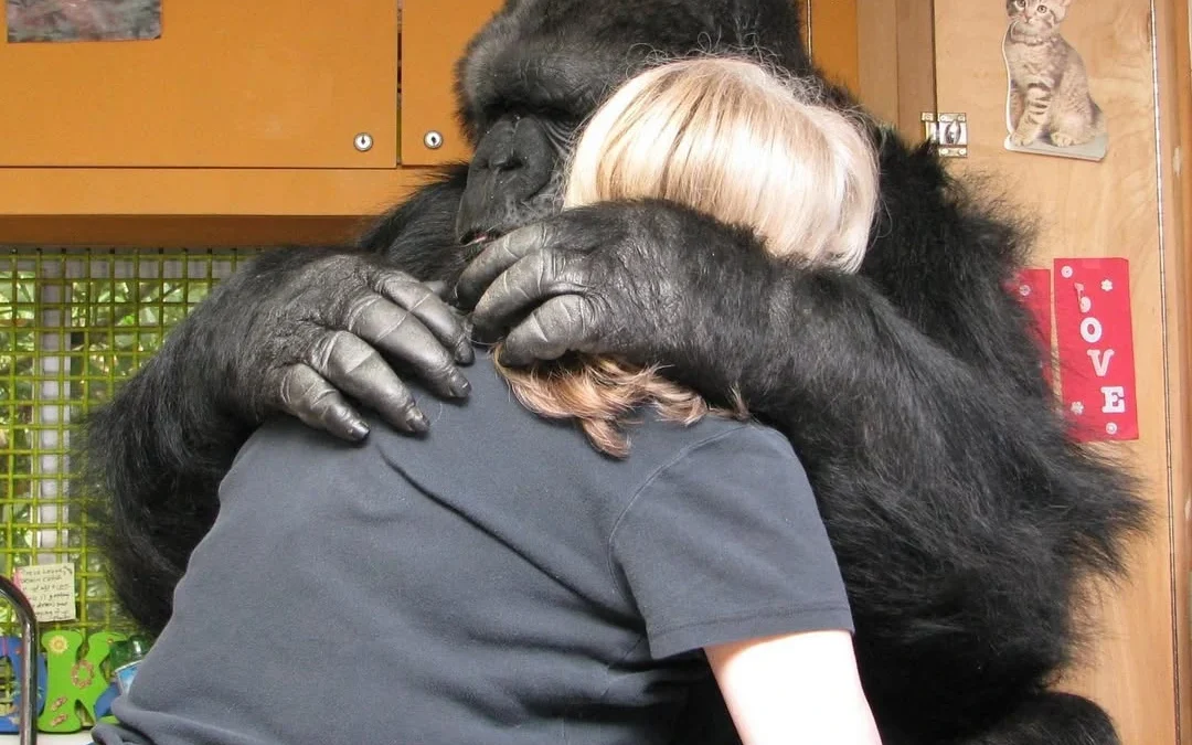 Koko giving a hug