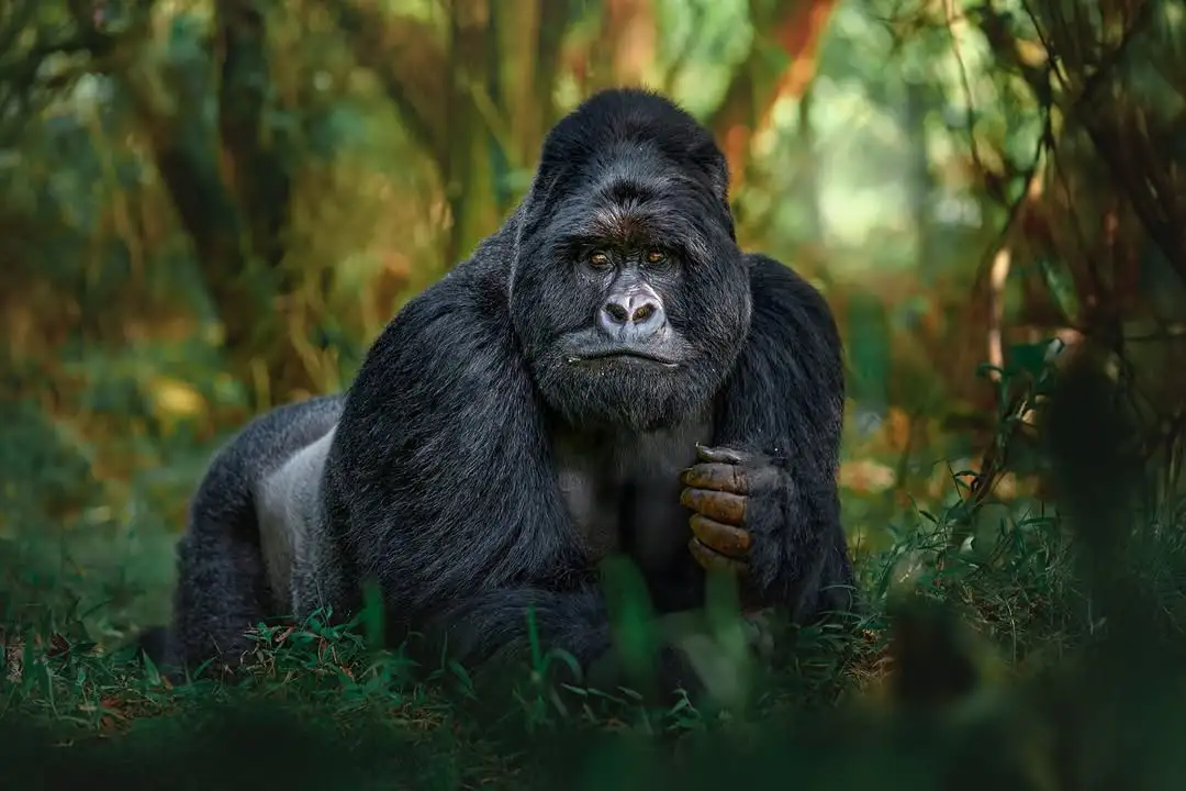 Pablo