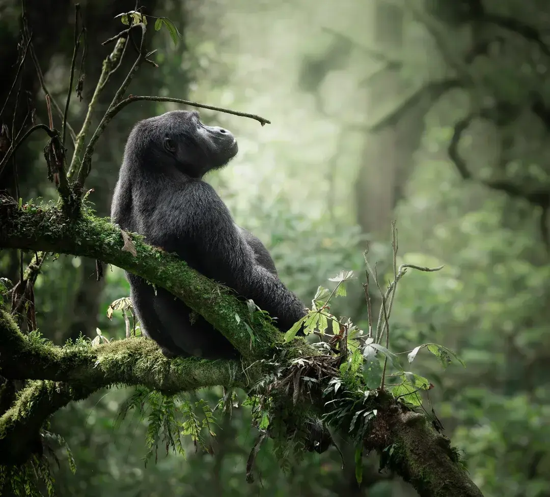 Ruhondeza Gorilla Story