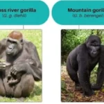 Lowland and Mountain Gorilla differences explained